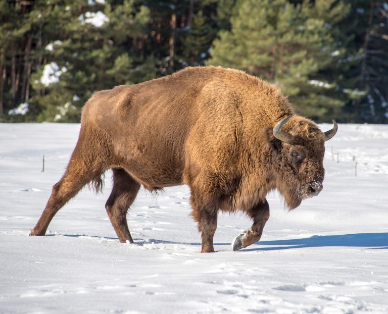 https://bisonlife.com/wp-content/uploads/sites/2/2023/06/Bison-History-768x622.jpg